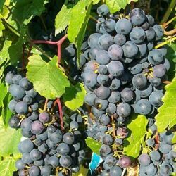 Виноград плодовый  неукрывной Мариновский
