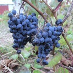 Виноград плодовый неукрывной Первенец Амура