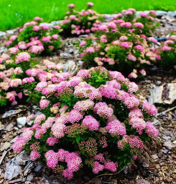 Спирея Вангутта (Spiraea vanhouttei)