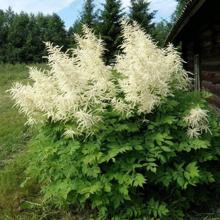 Волжанка двудомная (Aruncus dioicus)