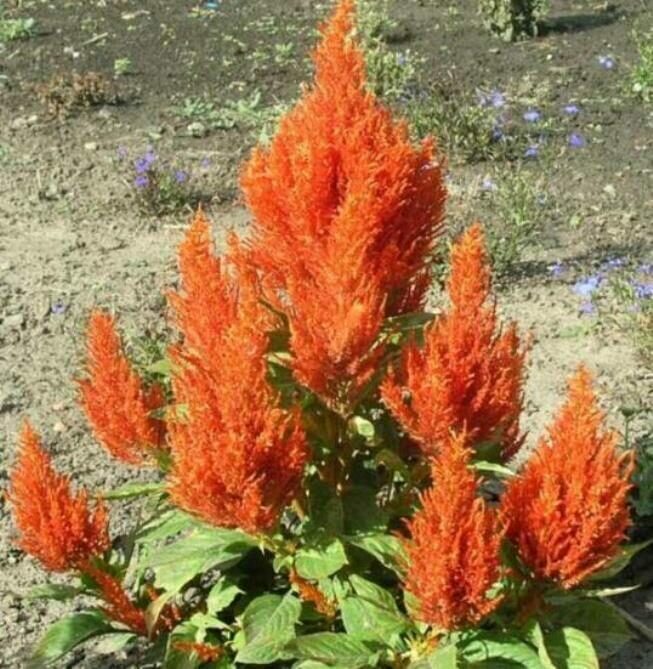 Целлозия перистая Fresh Look Orange (оранжевый)