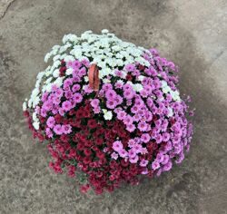 Хризантема мультифлора в кашпо Микс: (белый розовый бордовый)