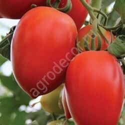 Томат Императрица 10 шт ( плоды овальные, цвет ярко – красный)