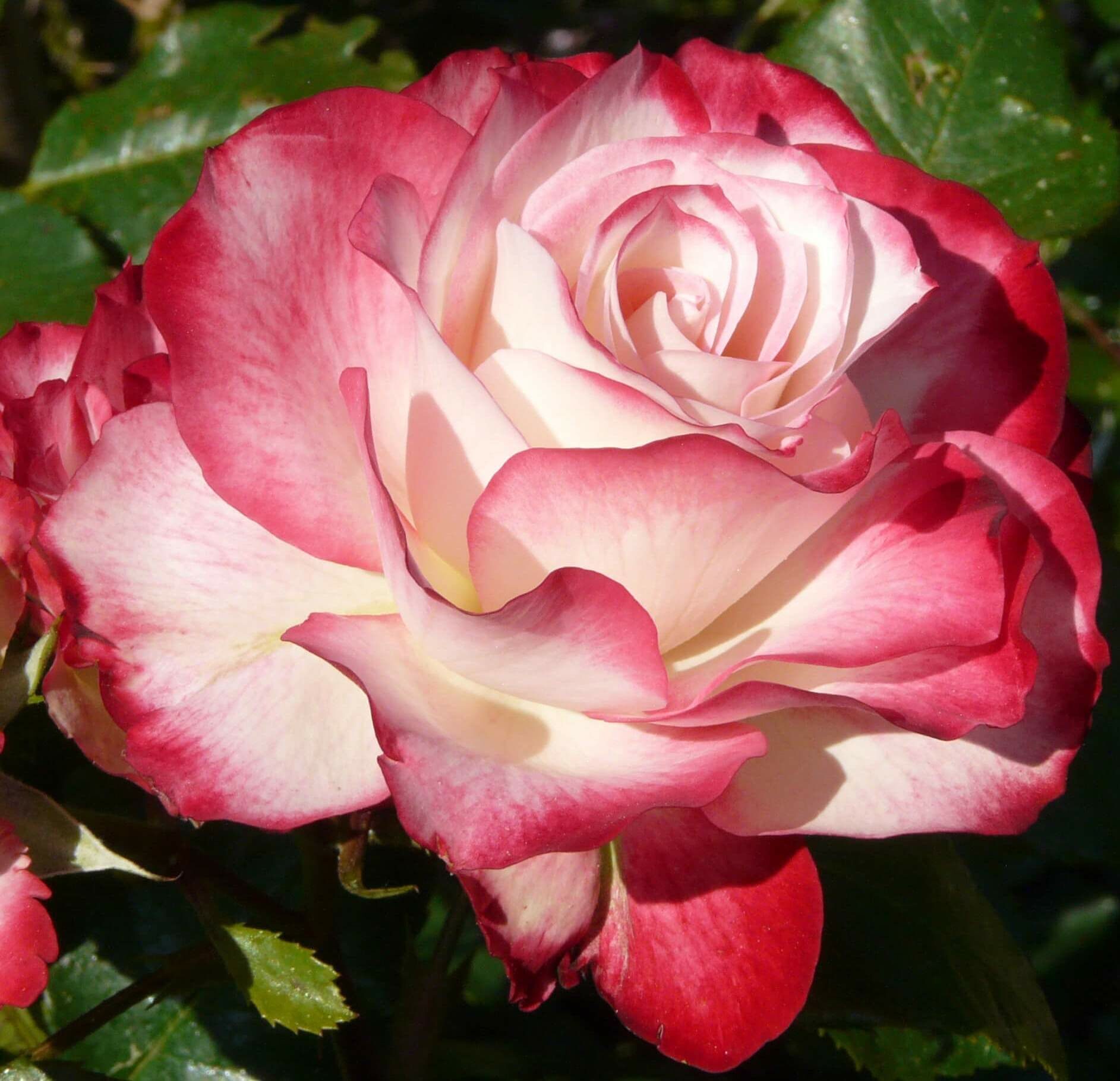 Роза жубиле дю Принс де Монако