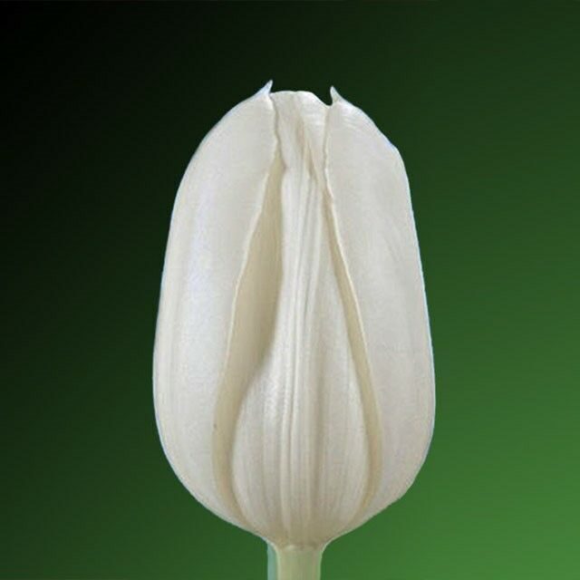 Тюльпан сорта White Master