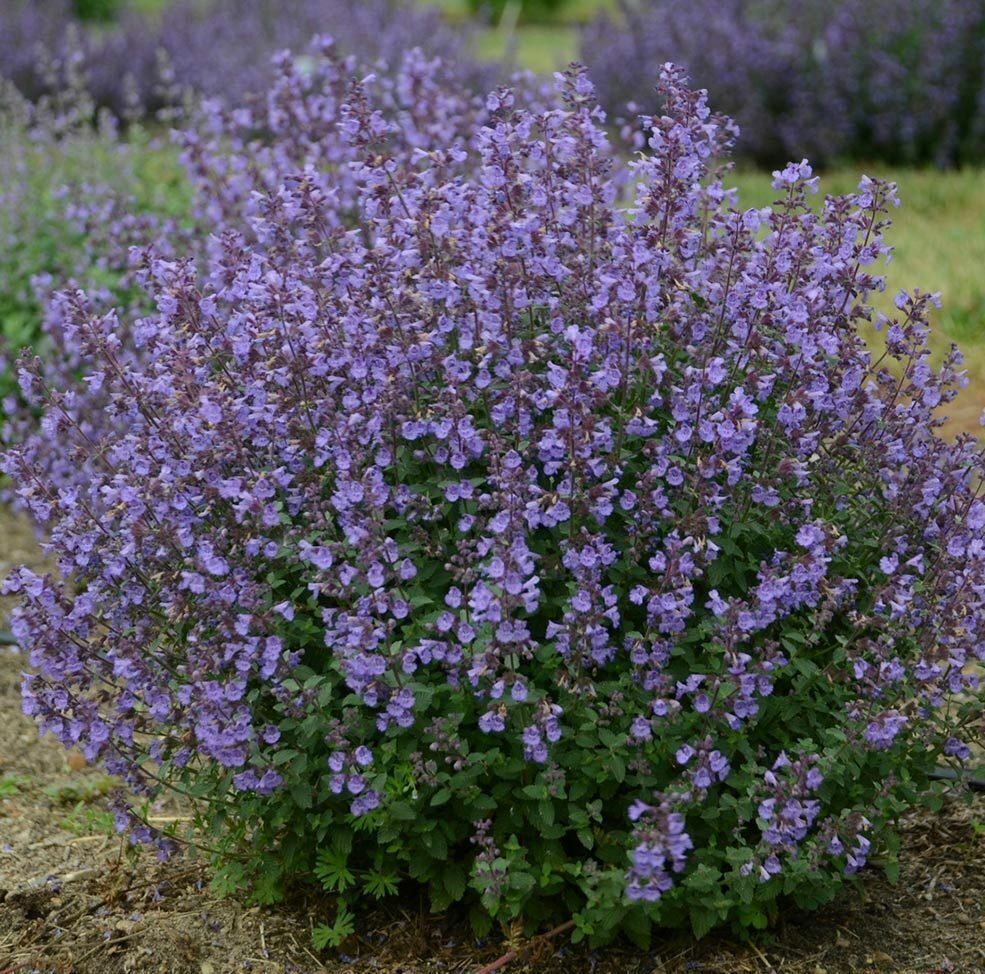 Котовник Фассена (Nepeta faassenii)