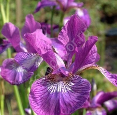 Ирис сибирский Ewen