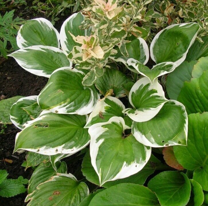 Хоста Жанет. Хоста гибридная Hosta hybrida "Patriot",. Хоста Стилетто. Хоста wide Brim.