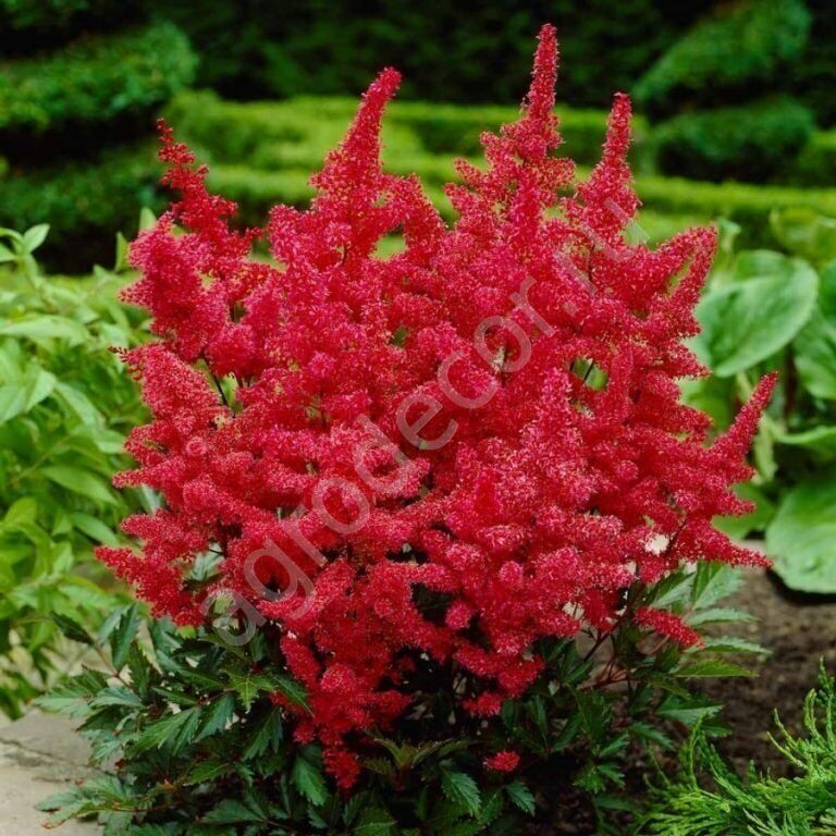 Астильба Арендса (Astilbe arendsii Spinell