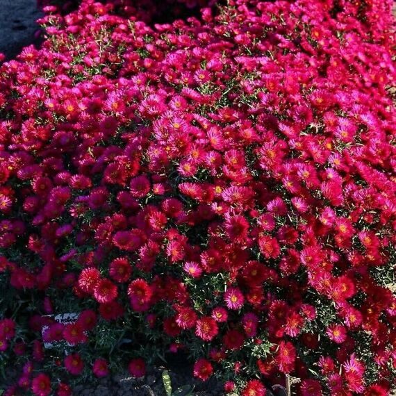 Астра ново-бельгийская Royal Ruby Астра ново-бельгийская Royal Ruby