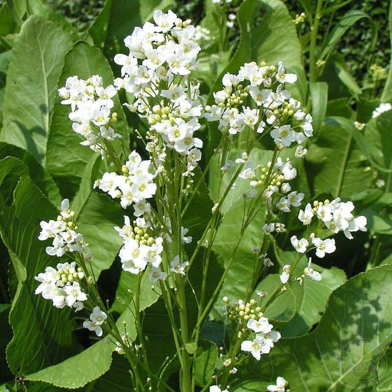 Хрен