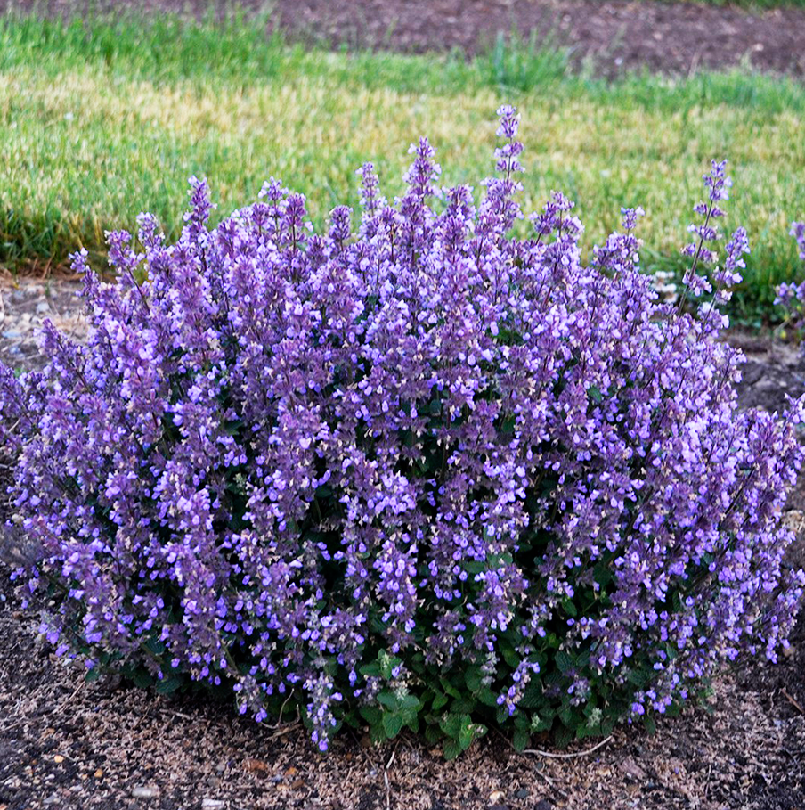 Как размножить котовник фассена. Котовник Фассена (Nepeta faassenii `Six Hills giant`). Котовник Фассена 'Kit Cat'. Котовник Фассена (Nepeta x faassenii). Котовник Фассена (Nepeta faassenii `Dropmore`).