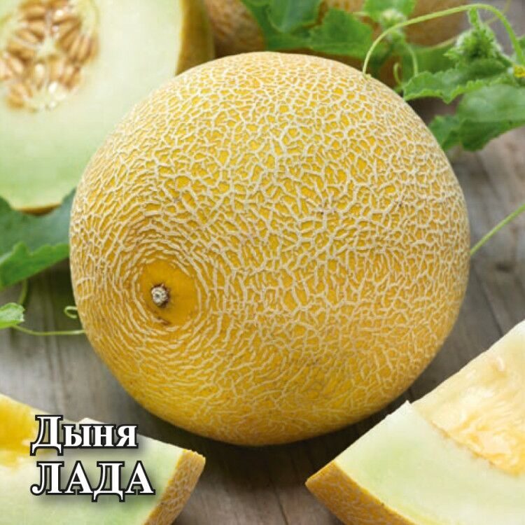 Дыня Лада 10 шт.