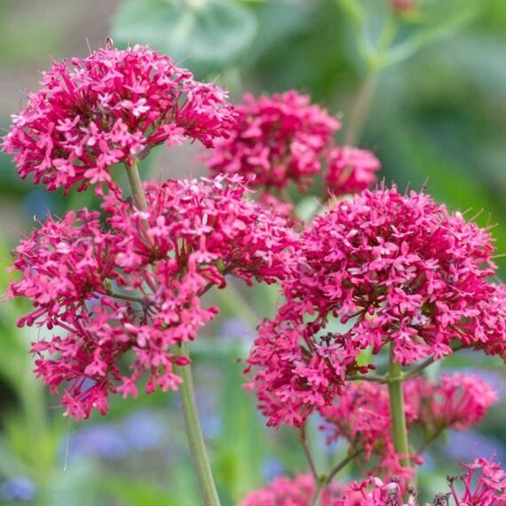 Валериана красная ( Сentranthus ruber Coccineus)